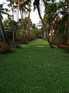 allepey backwaters